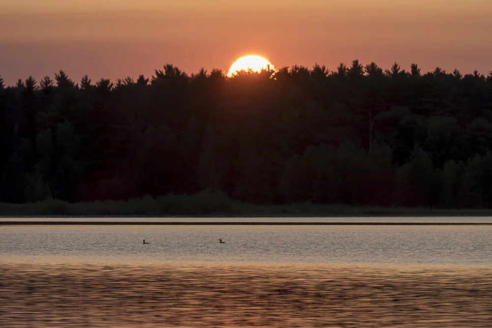Sunset over a pair of loons