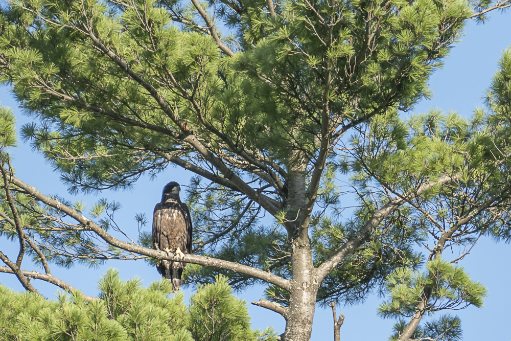 Here’s the eaglet sitting on the pine tree on the island