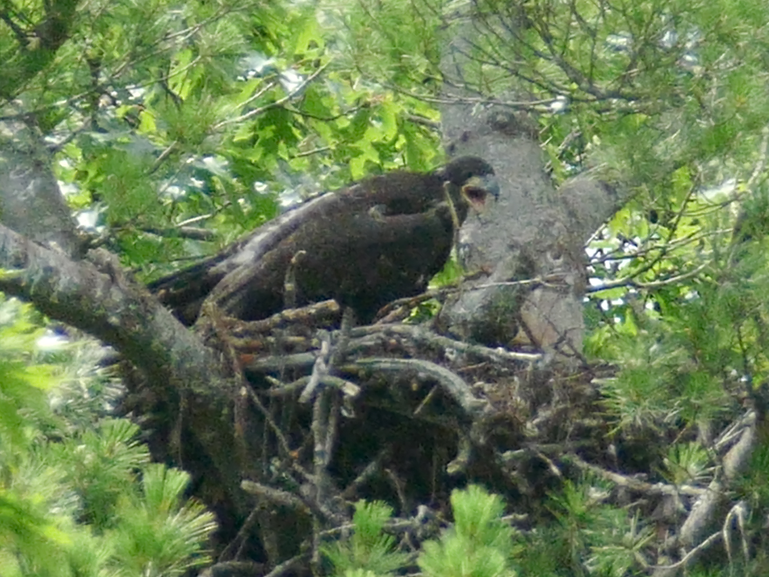 Calling for dinner: This eaglet was born in 2015