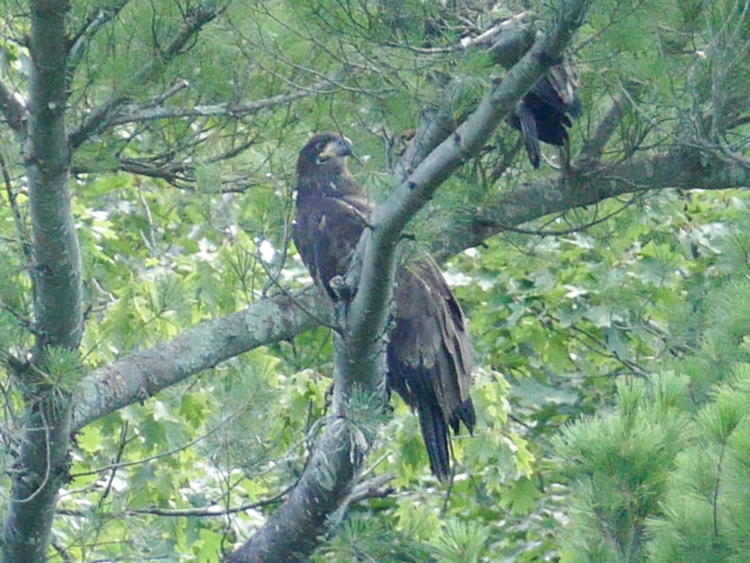 These two eaglets were born in 2015