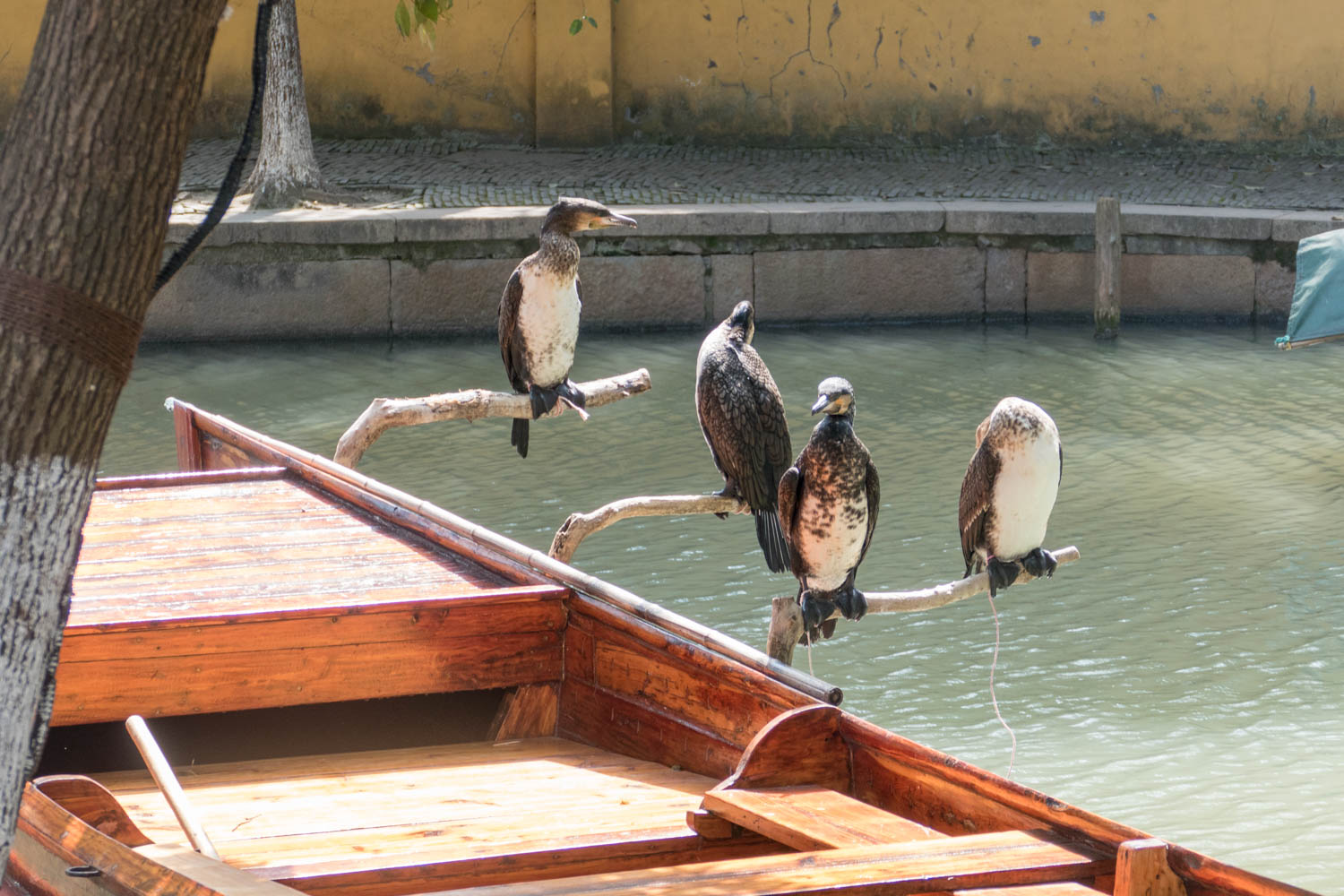 Cormorants waiting for action. When I took the picture a lady came up and said I wasn’t allowed to do that unless I paid a fee.