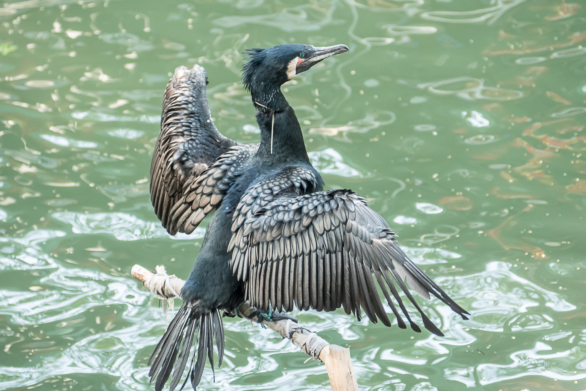 Cormorant drying its wings. Note the string tied around its neck to prevent it from swallowing any fish it catches