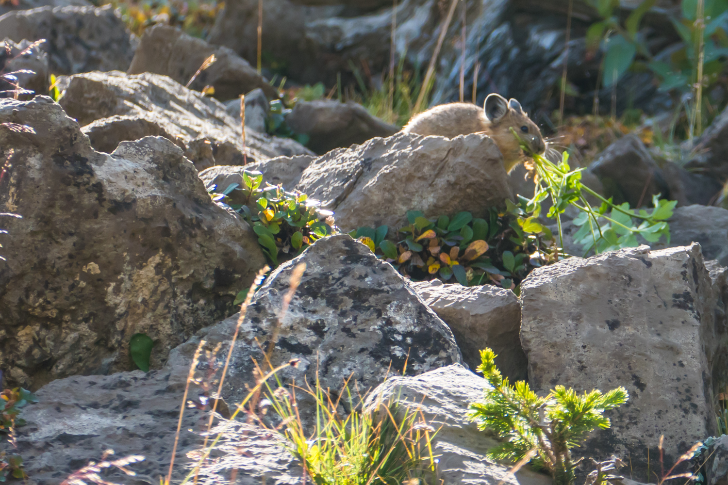 Pika