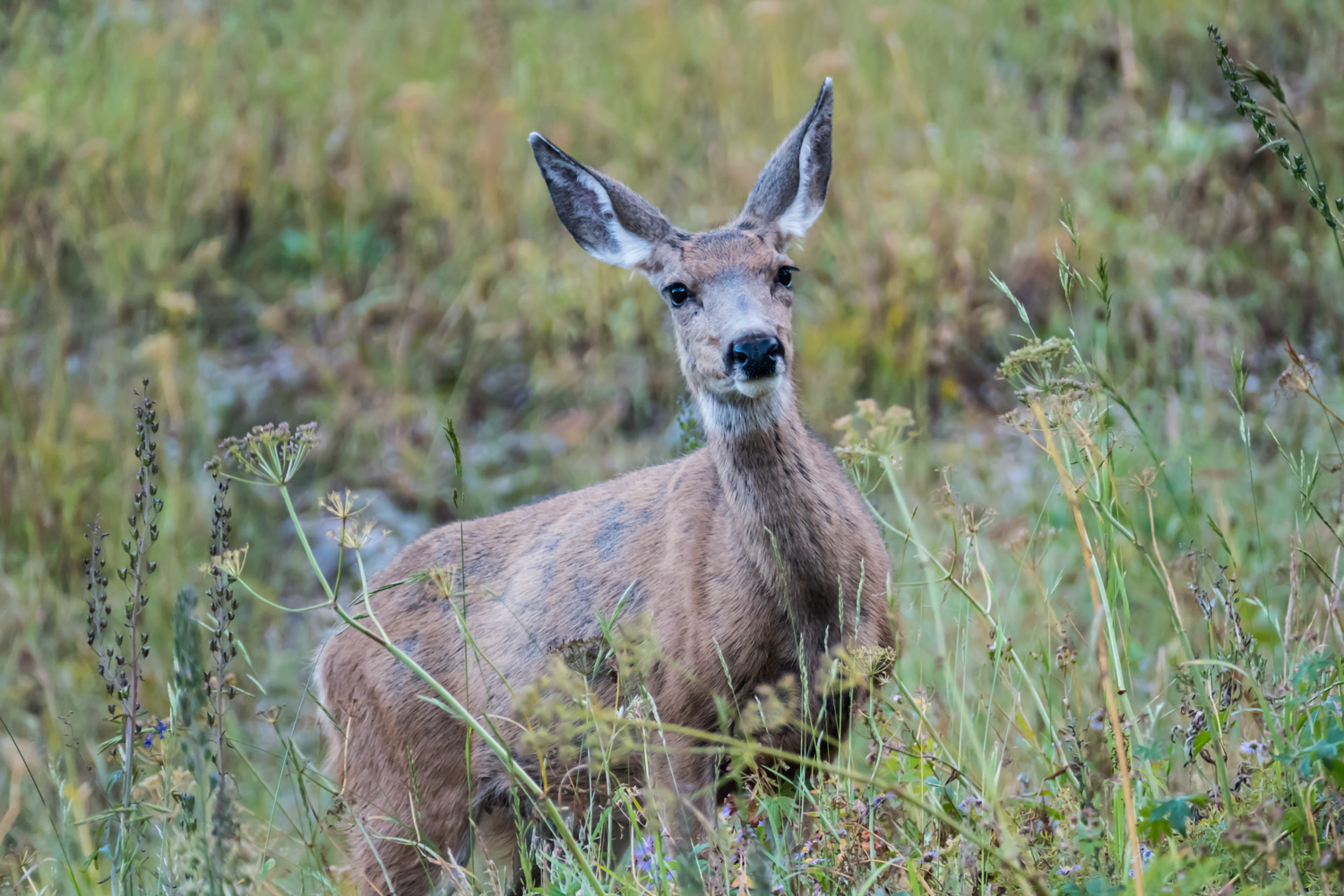 Evening visitor to campsite