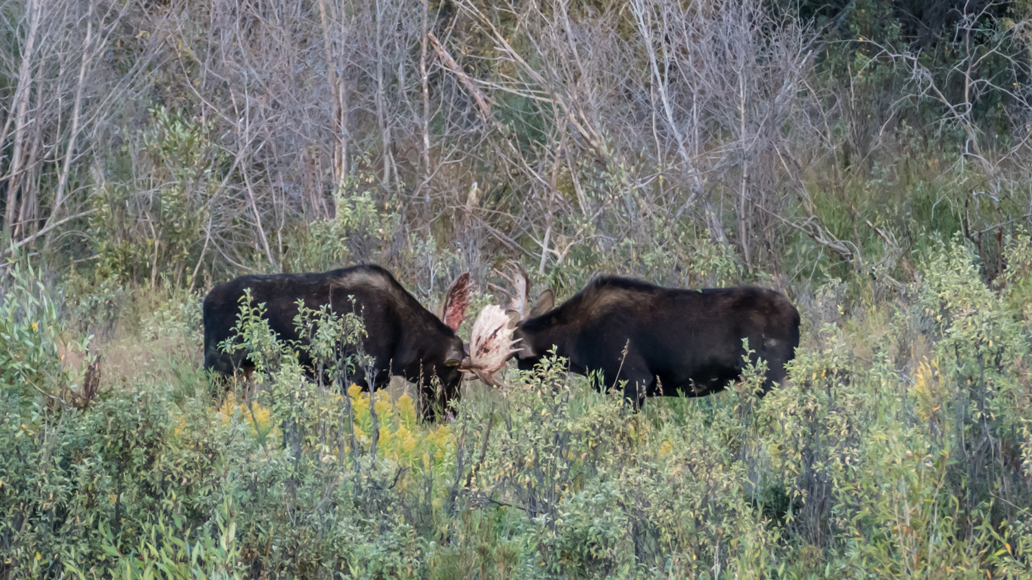 Young bull moose sparring