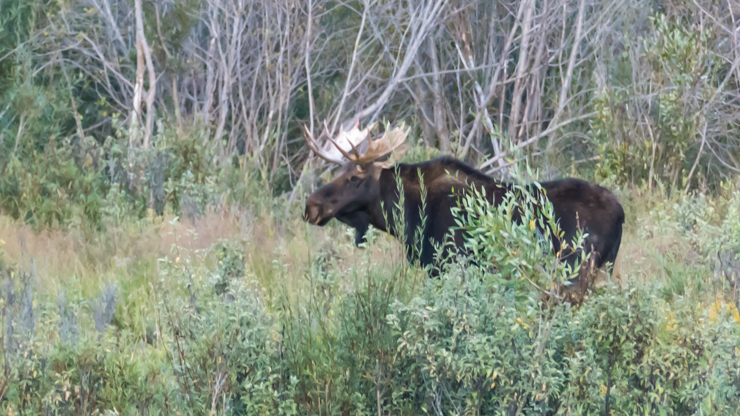 Bull moose