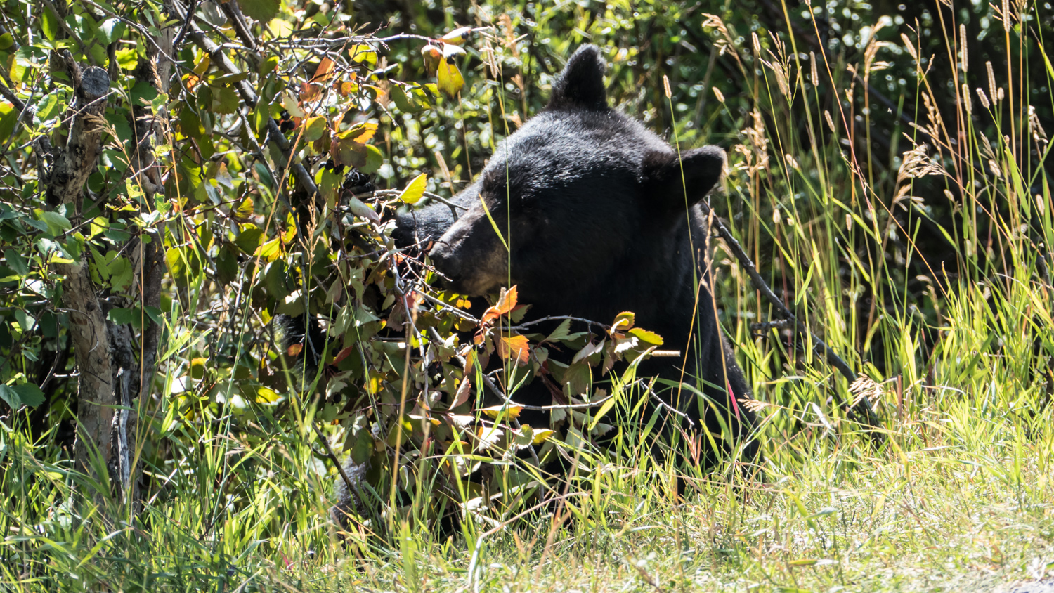 Foraging for berries