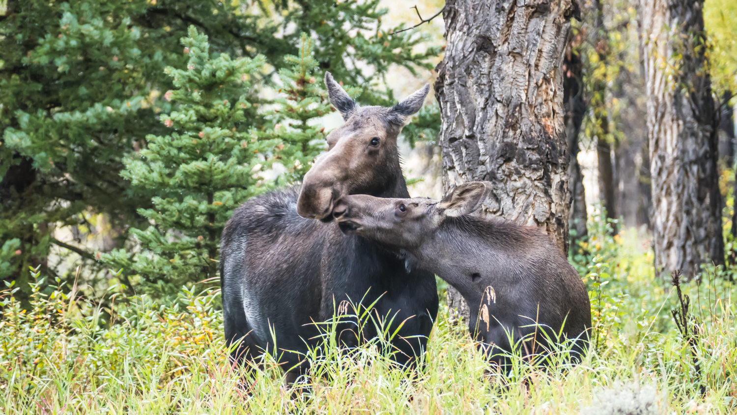 A kiss for Mom