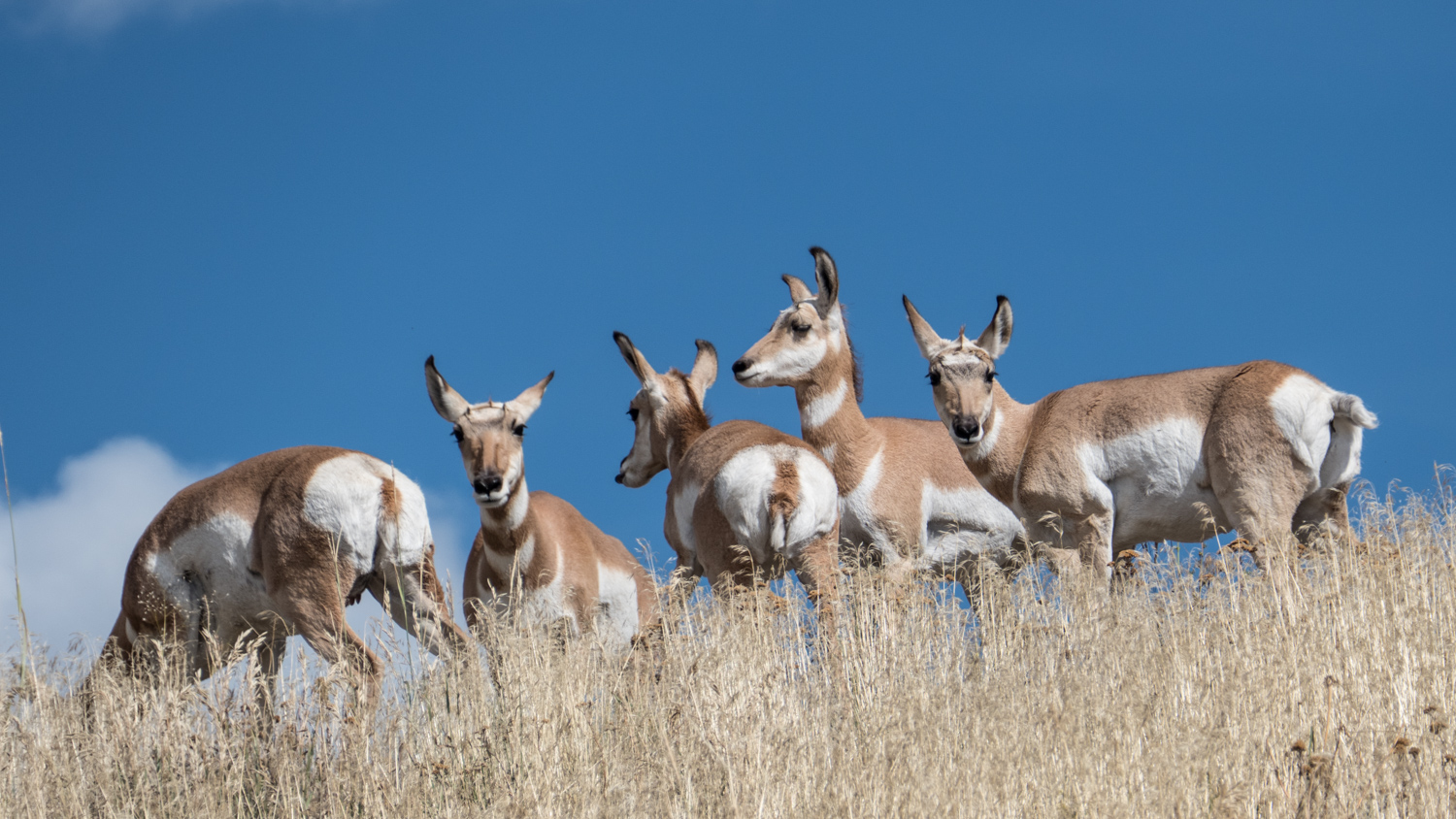 Pronghorn antelope in Lamar Valley
