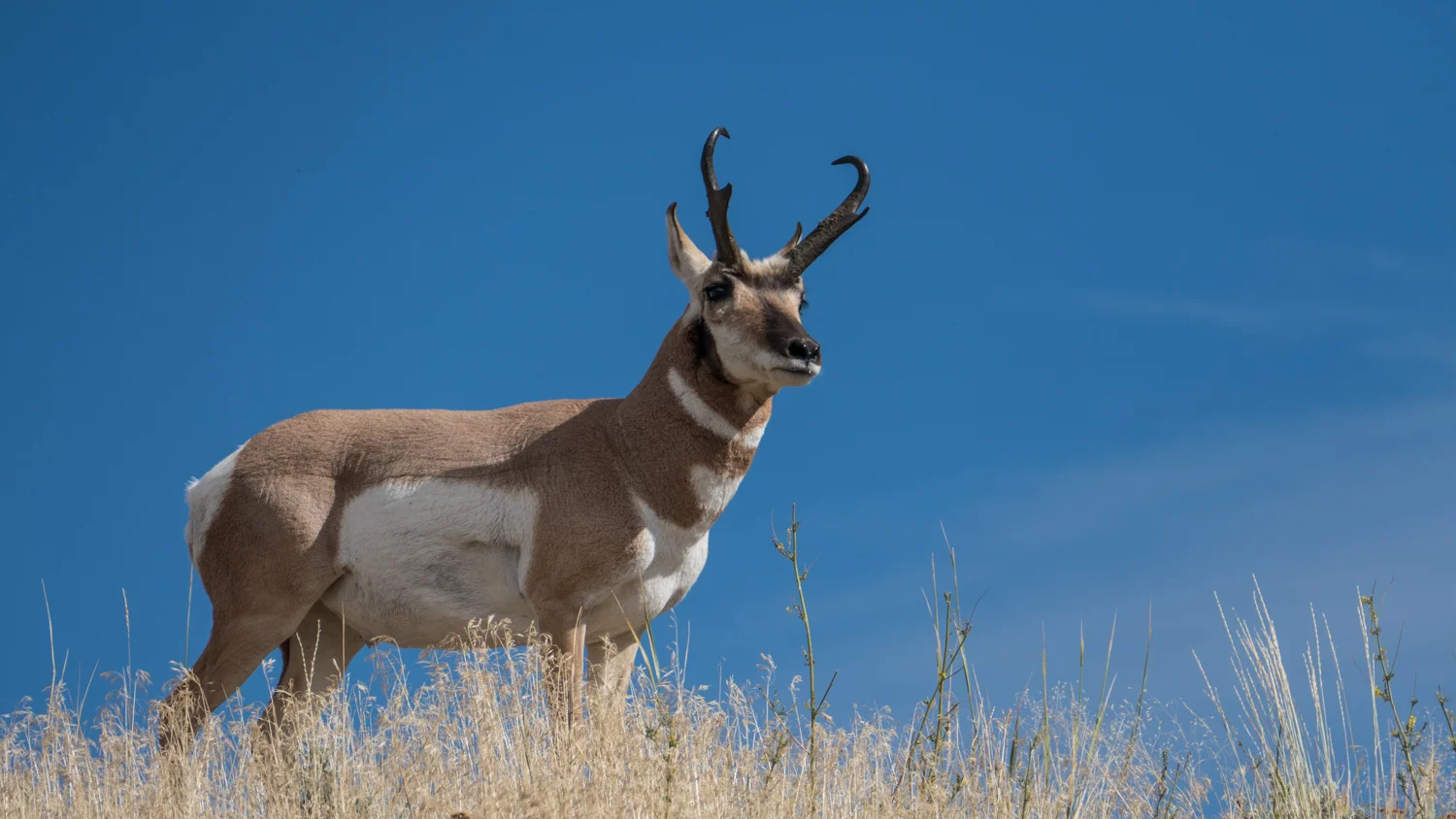 Pronghorn antelope