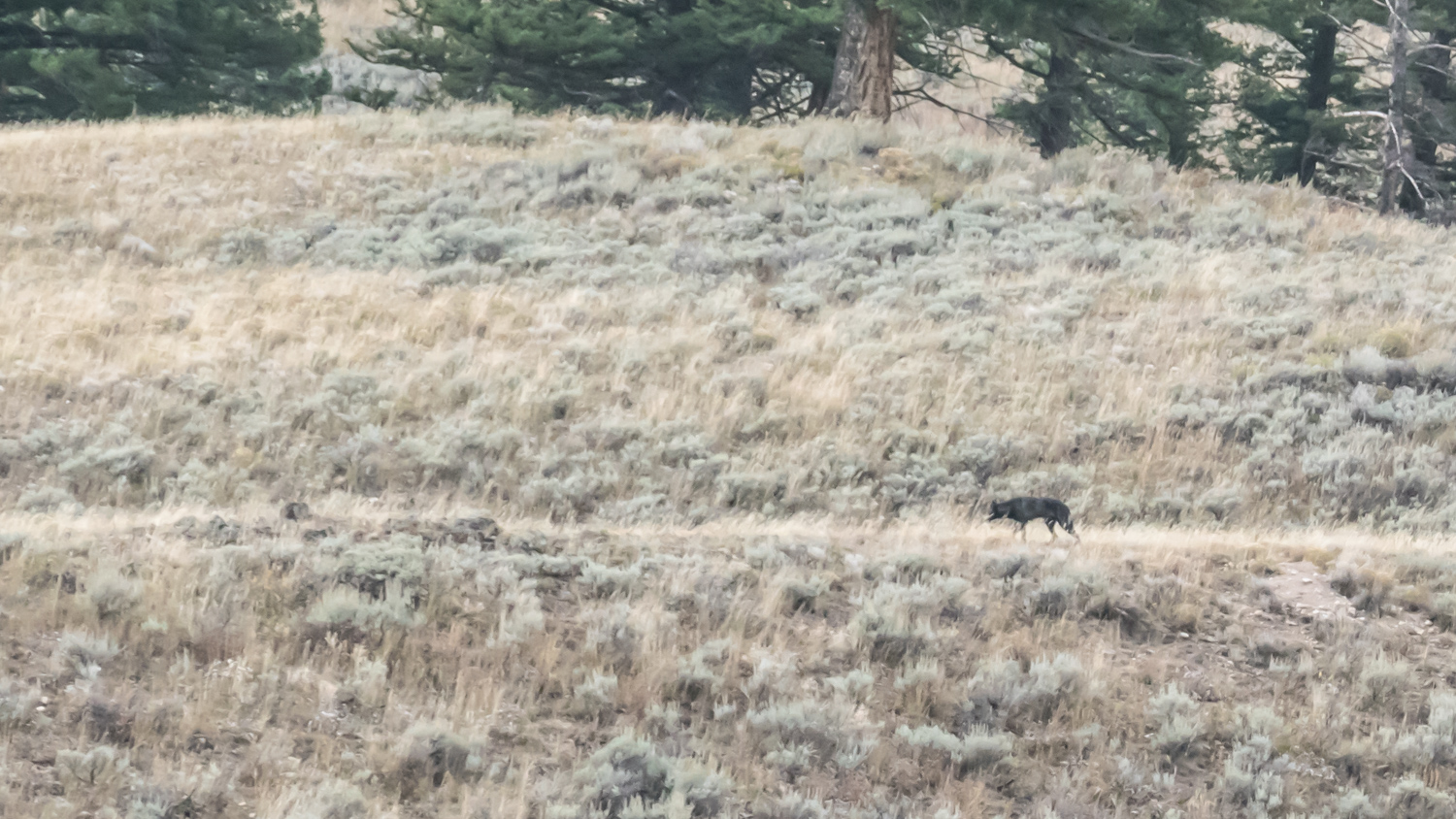A wolf at a distance in Lamar Valley