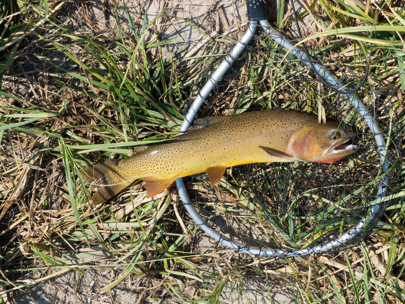 Cutthroat trout on a fly