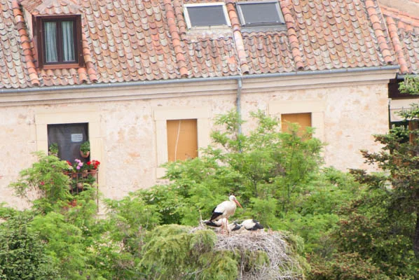 View of stork’s nest from the Alcazar
