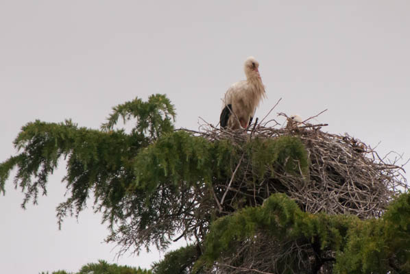 Stork’s nest from the ground