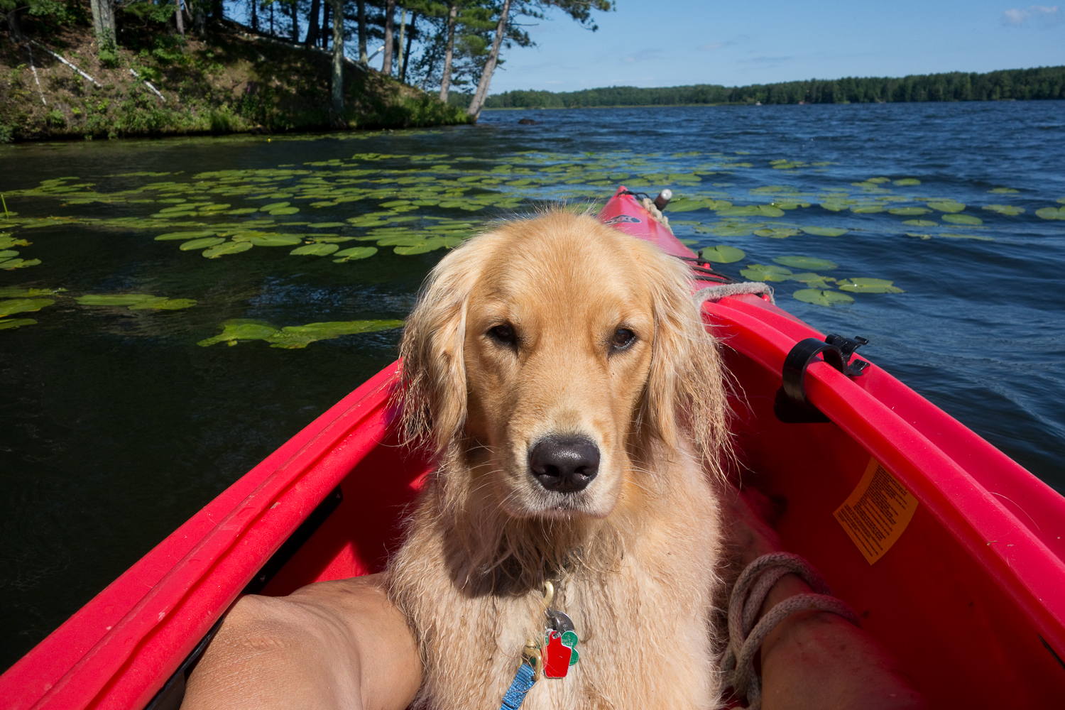 Maple enjoying the kayak ride