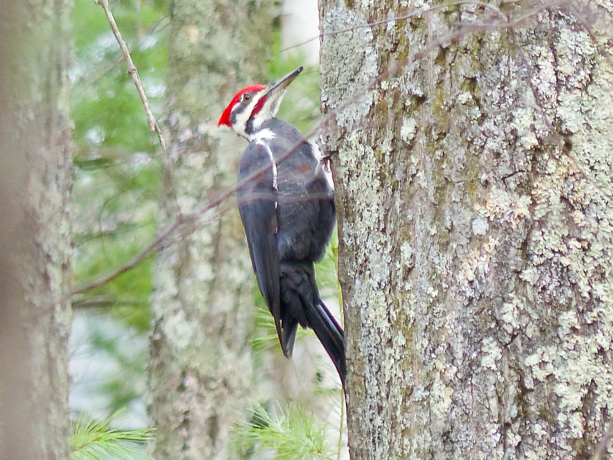 Pileated woodpecker