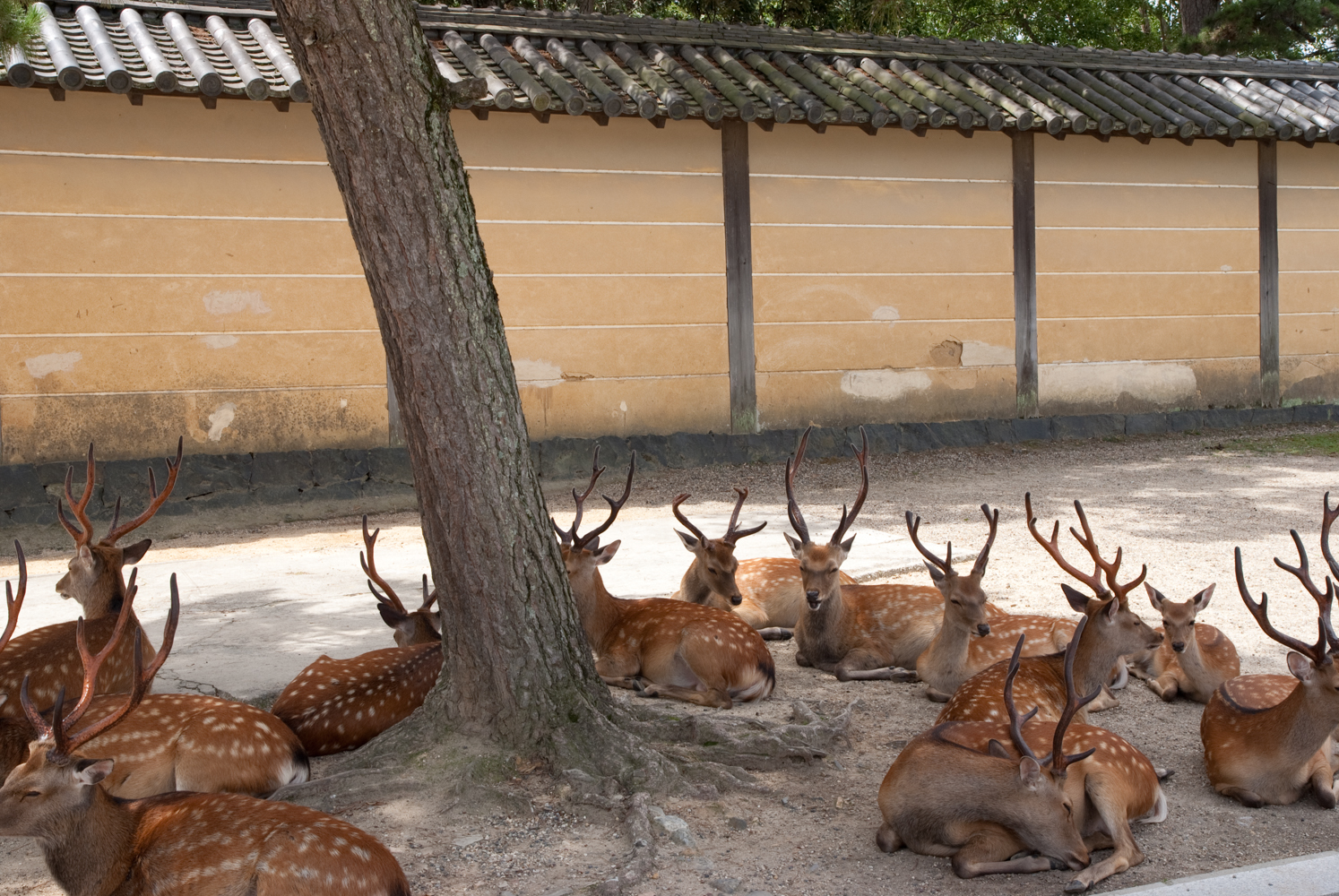 The famous Nara deer
