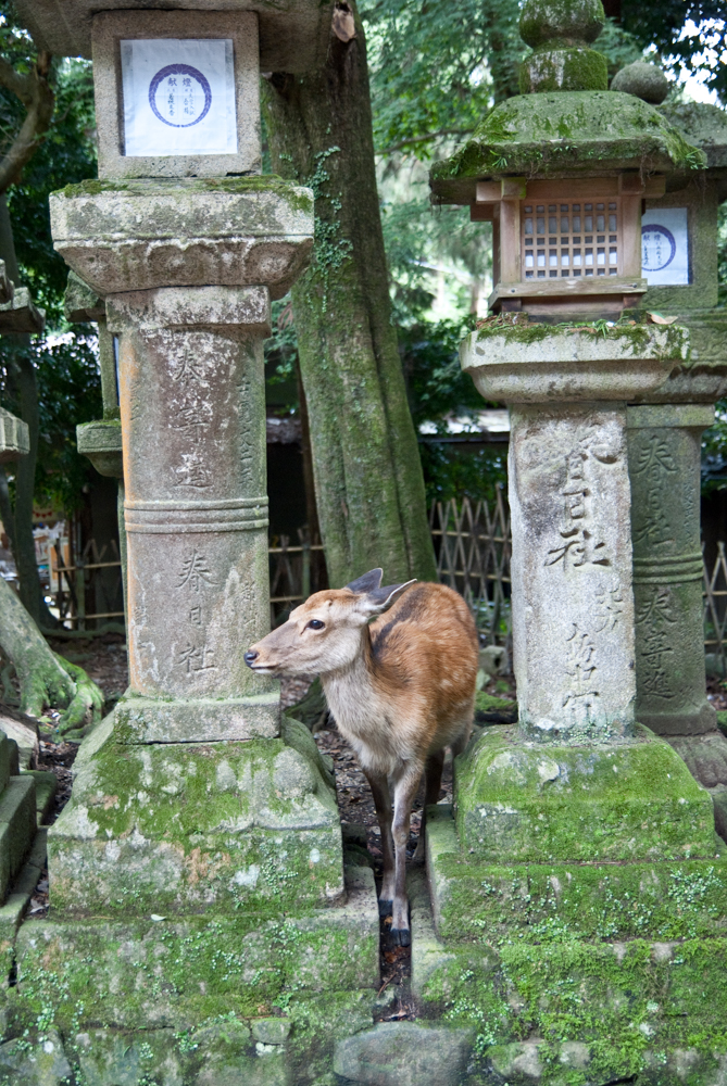 Deer and lanterns