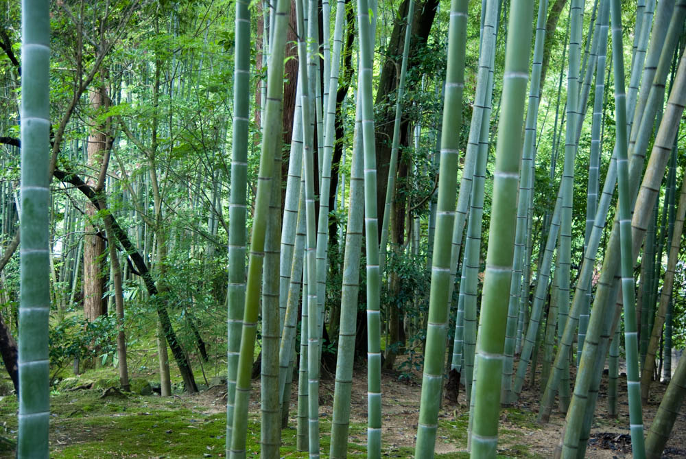 Bamboo forest in the Ginkaku-ji (Silver pavilion) temple garden