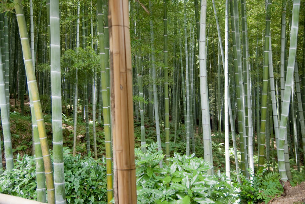 Bamboo forest in Arashiyama