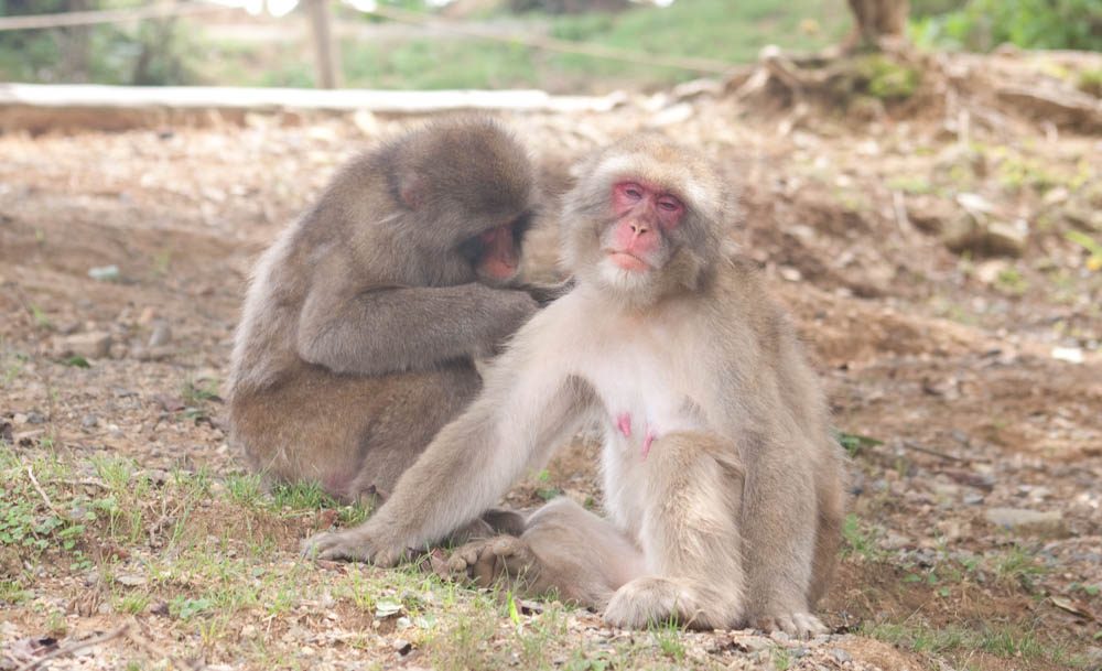 Grooming feels so good! In Iwatayama Monkey Park