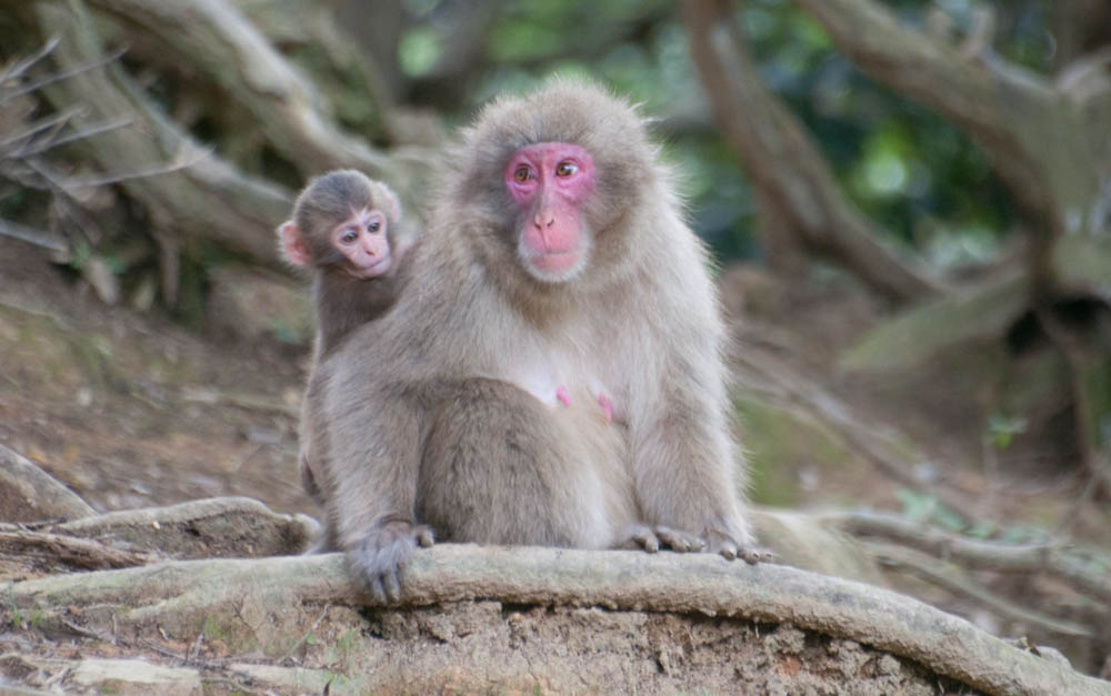 Mother and child in Iwatayama Monkey Park