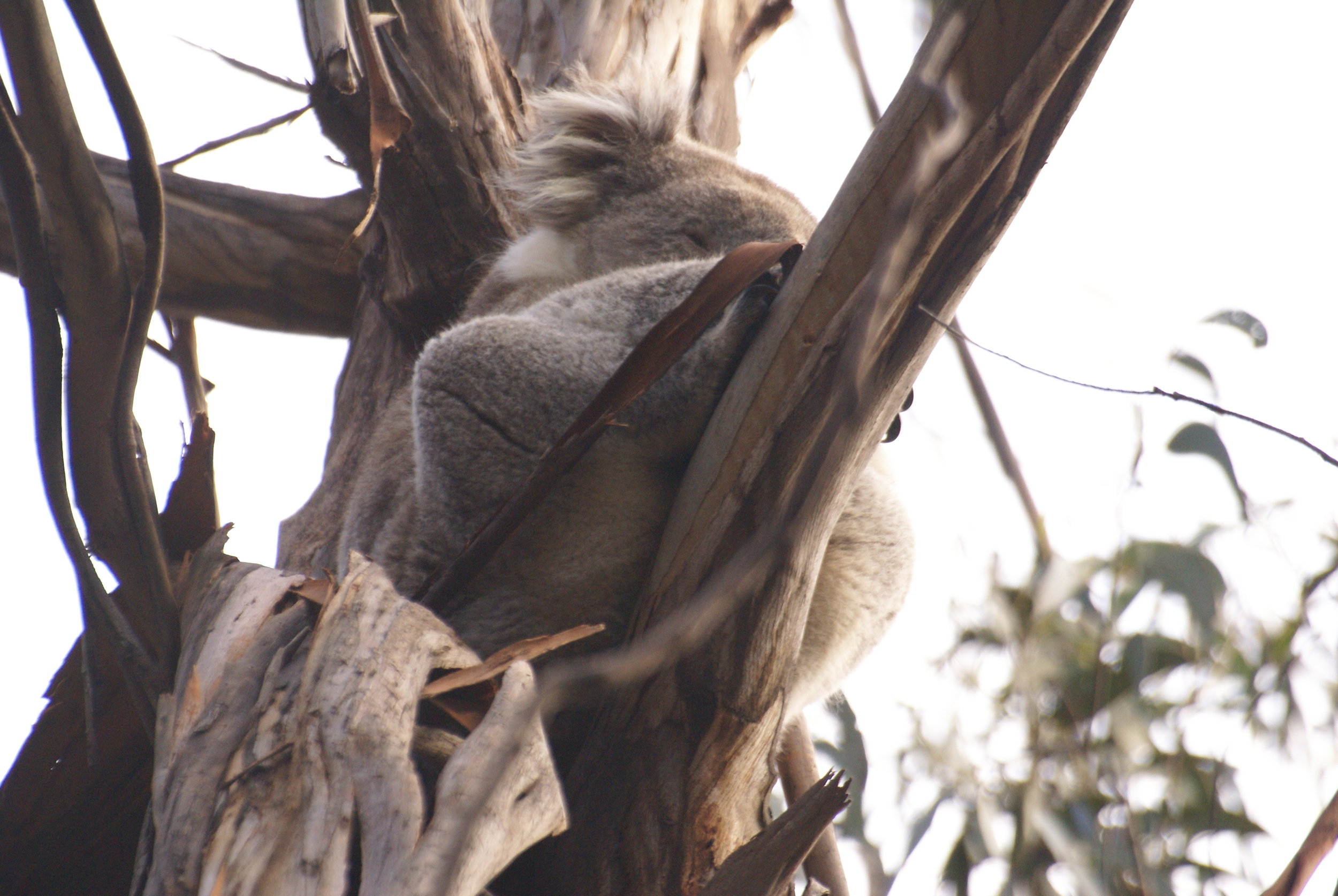 Sleeping koala
