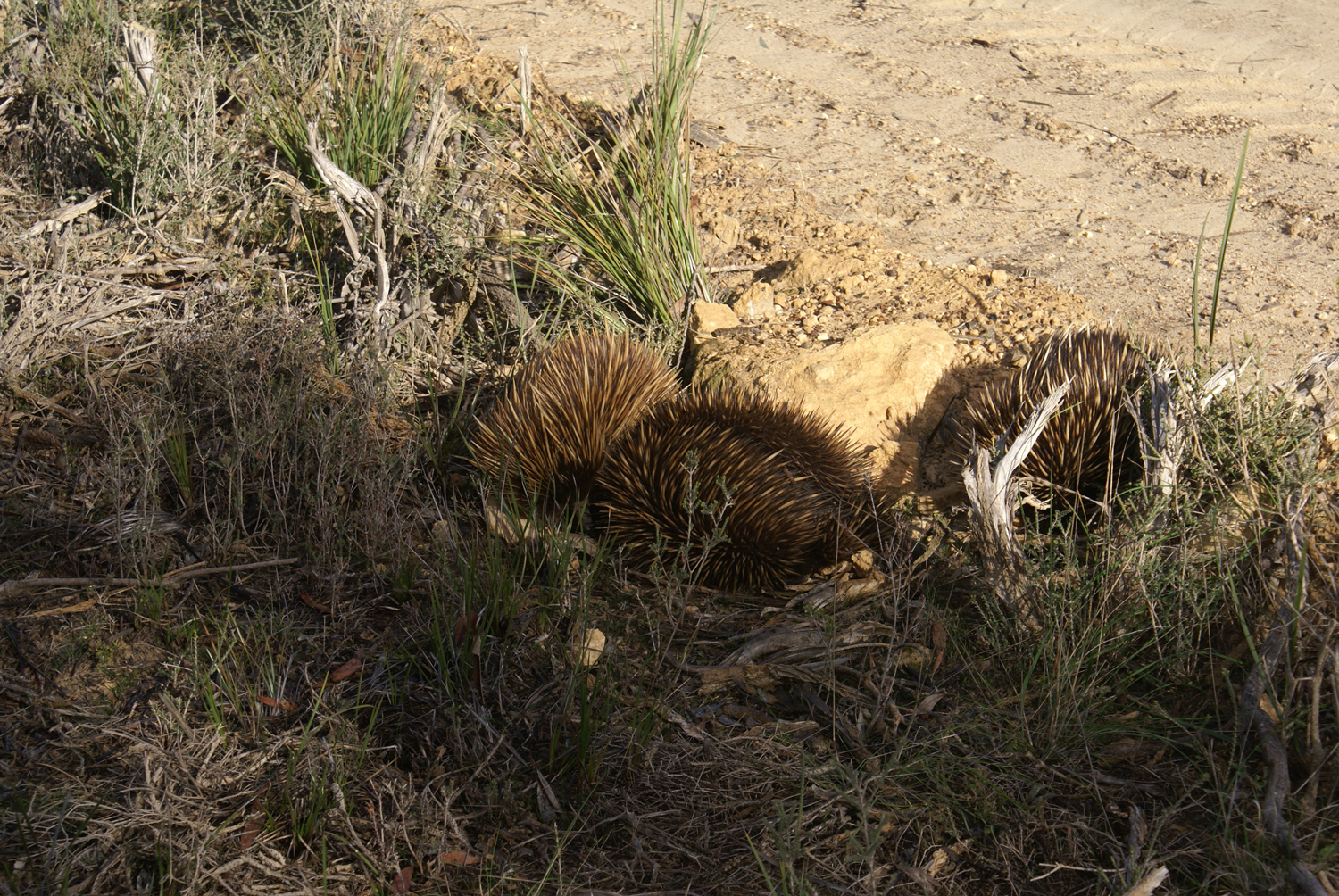 A rare sight: echidnas in the wild!