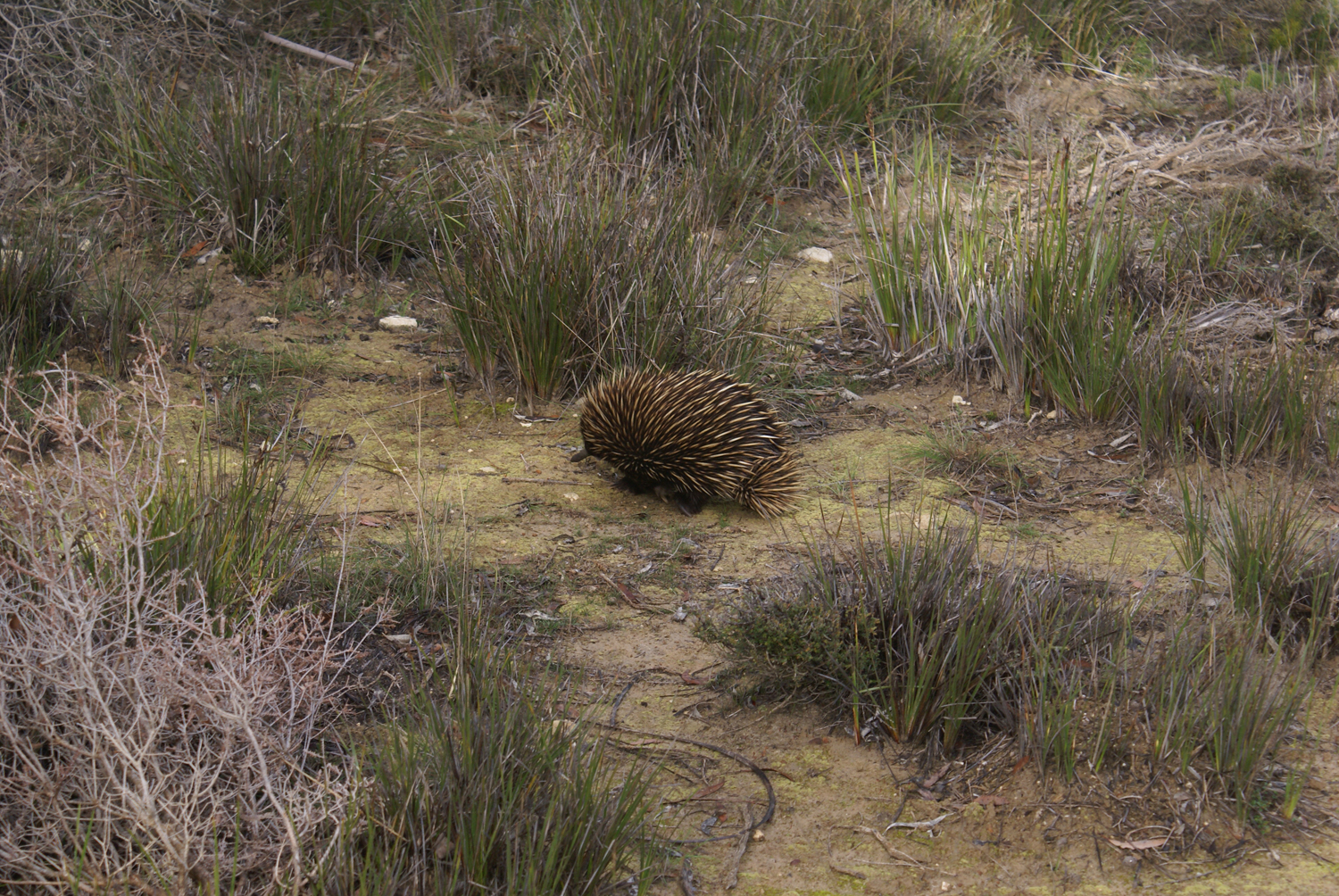 Echidna