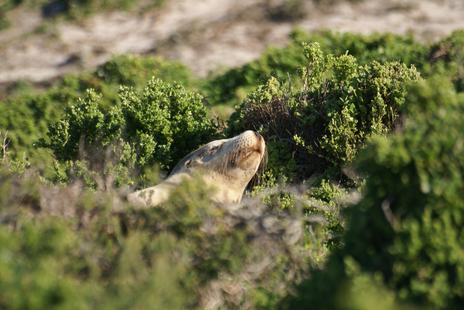 At Seal Bay