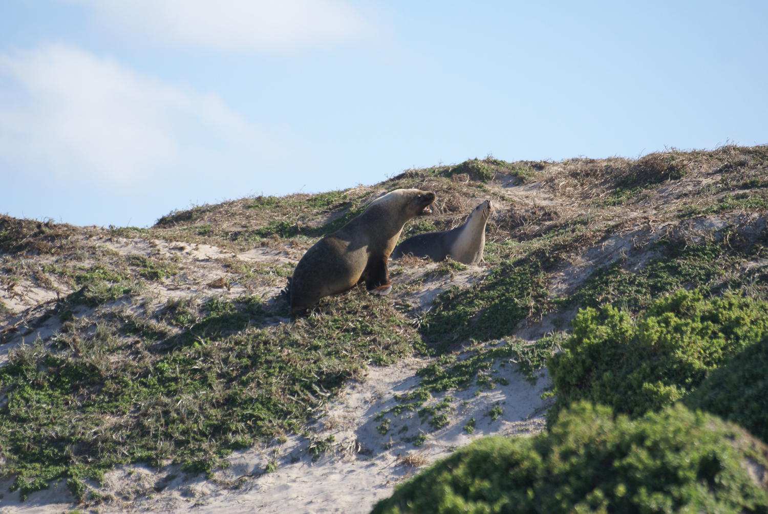 Sea lions at Seal Bay