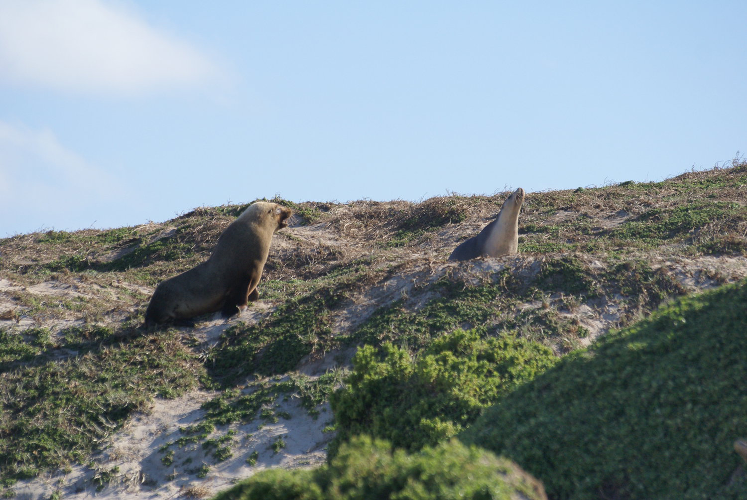 Sea lions at Seal Bay