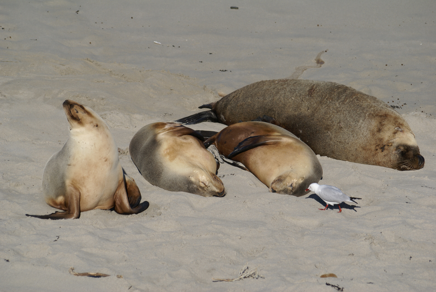 Naptime at Seal Bay