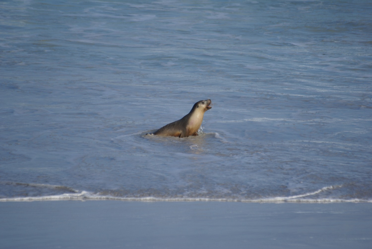 Coming in from the surf