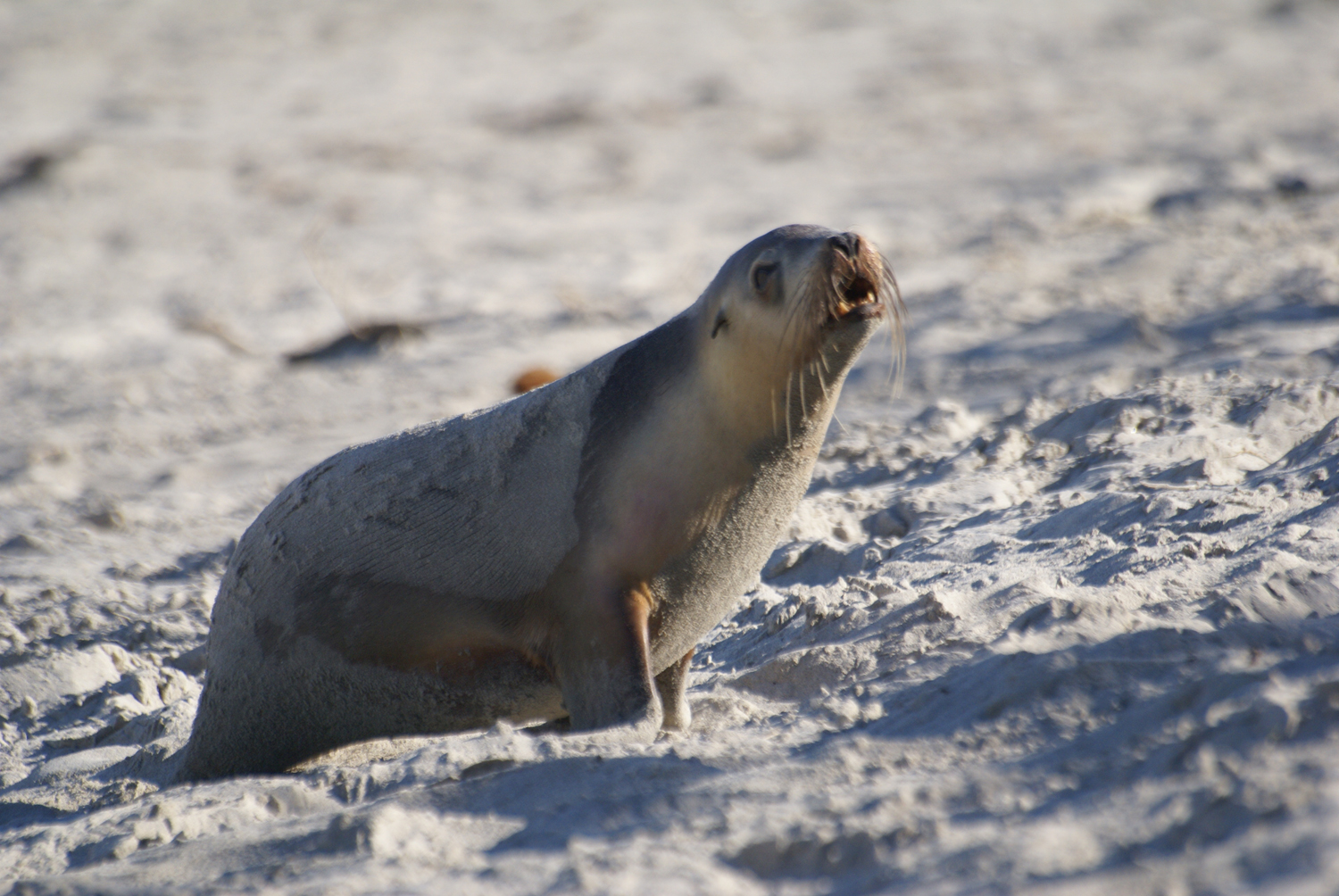 Sea lions at Seal Bay