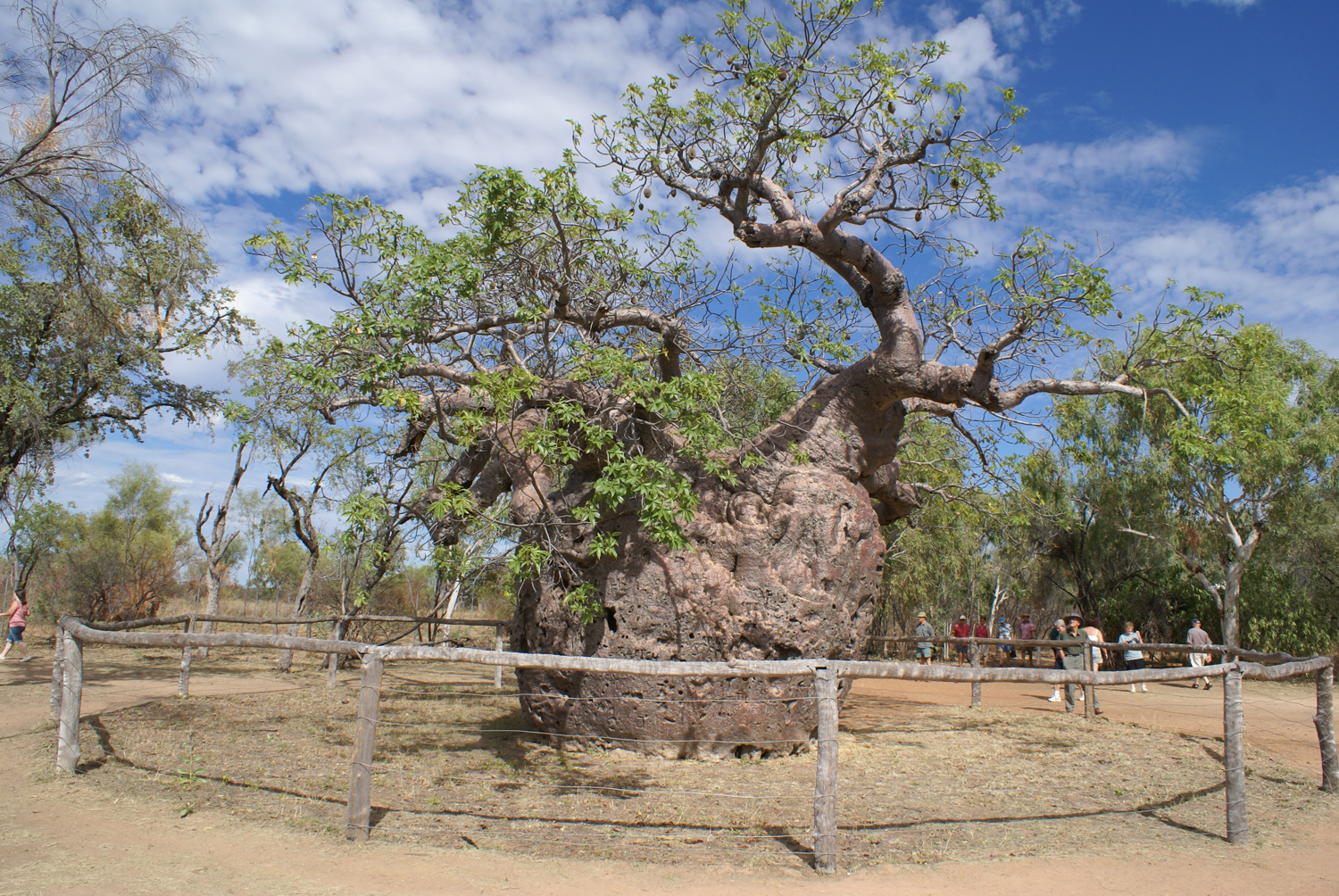 Boab prison tree