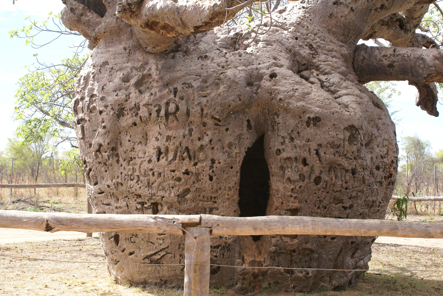 Boab prison tree in Derby