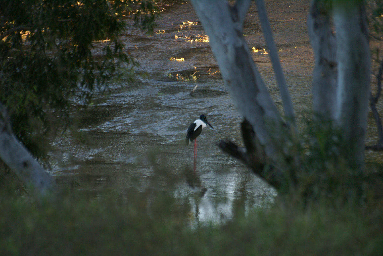 Jabiru in the early morning hour