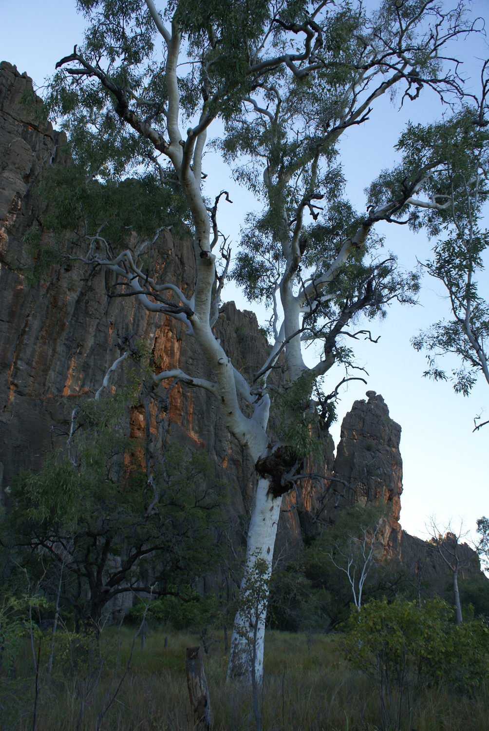 Gum tree
