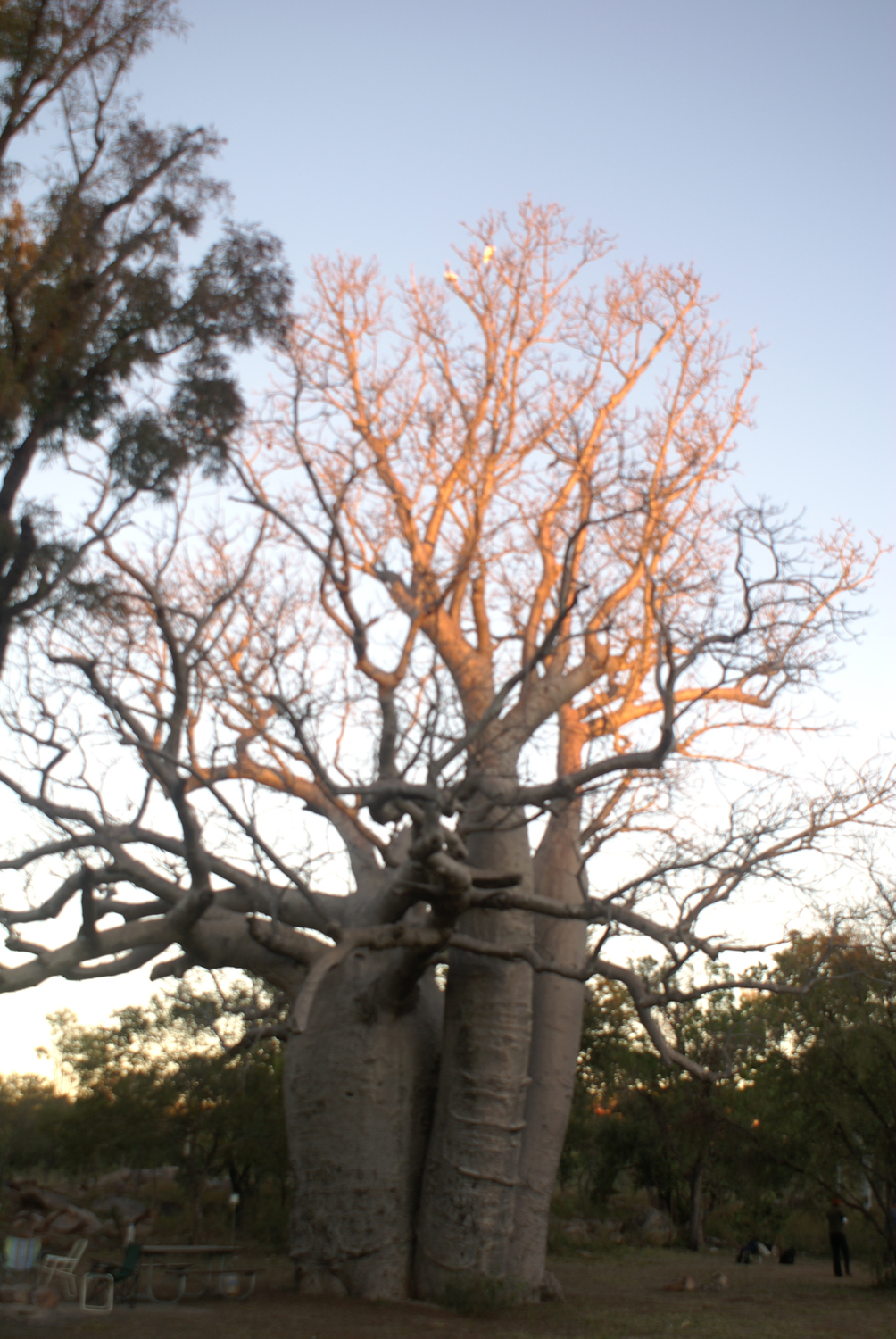 Boab tree at sunset