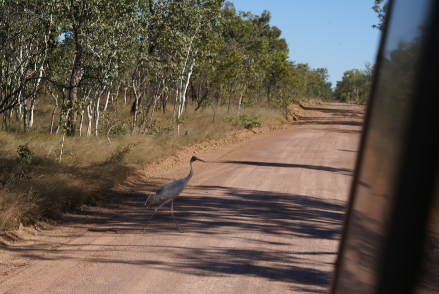 Brolga crossing