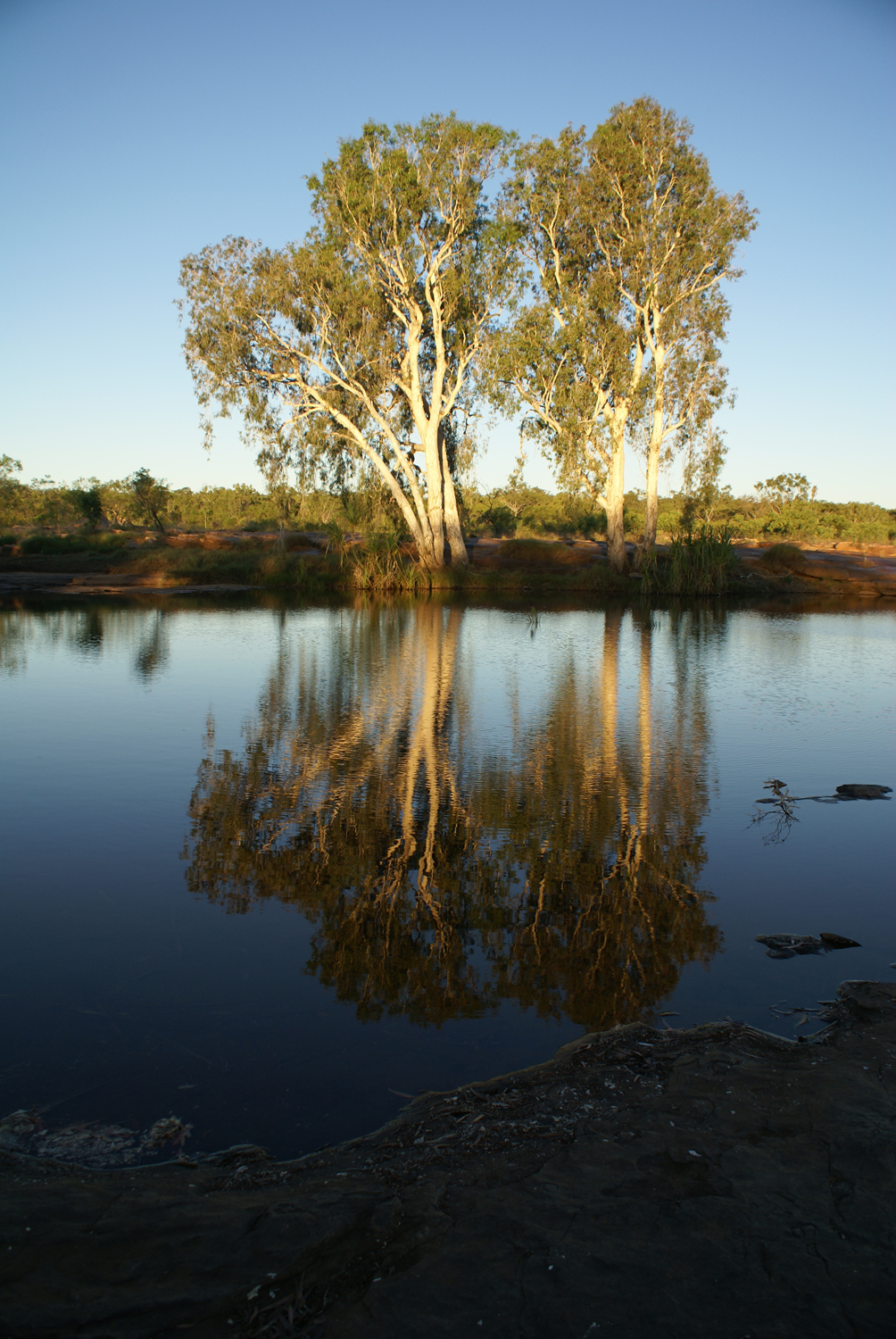 Gum trees at sunset