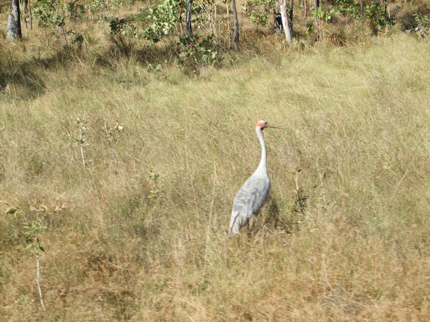 Brolga