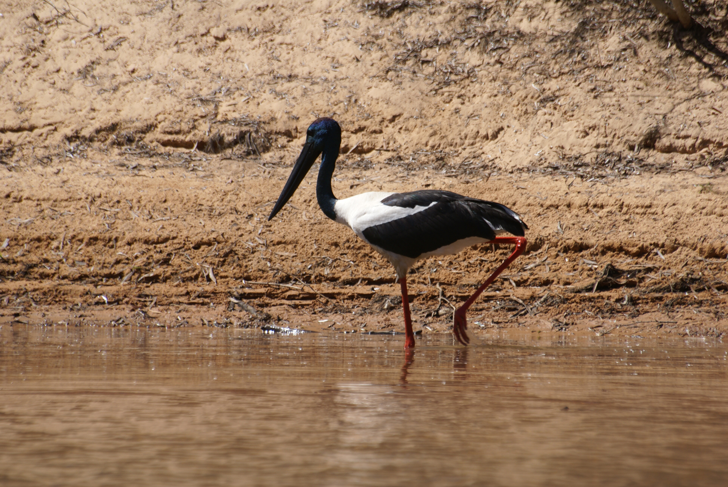 Jabiru on the Drysdale River