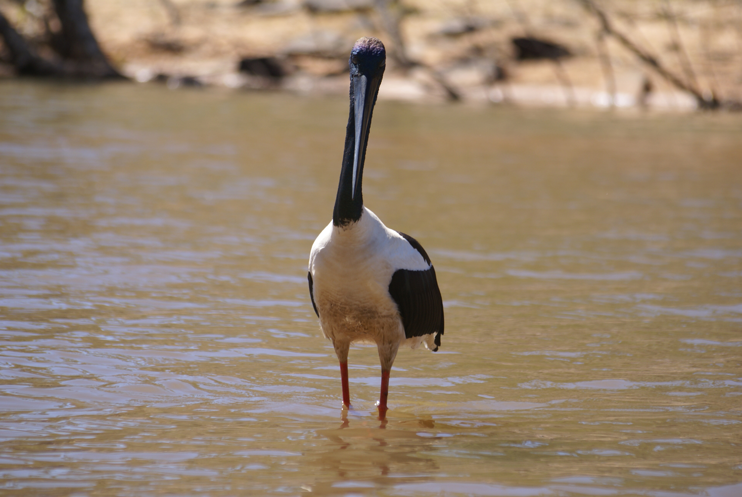 Jabiru