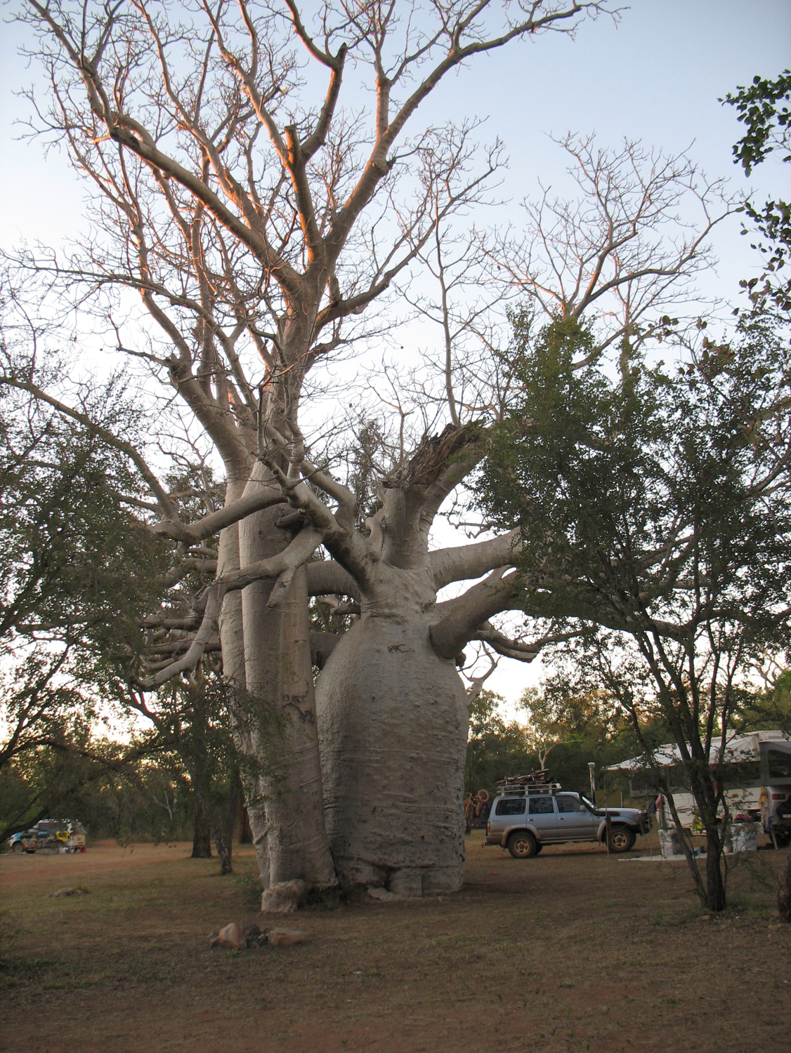 Boab tree in the campground