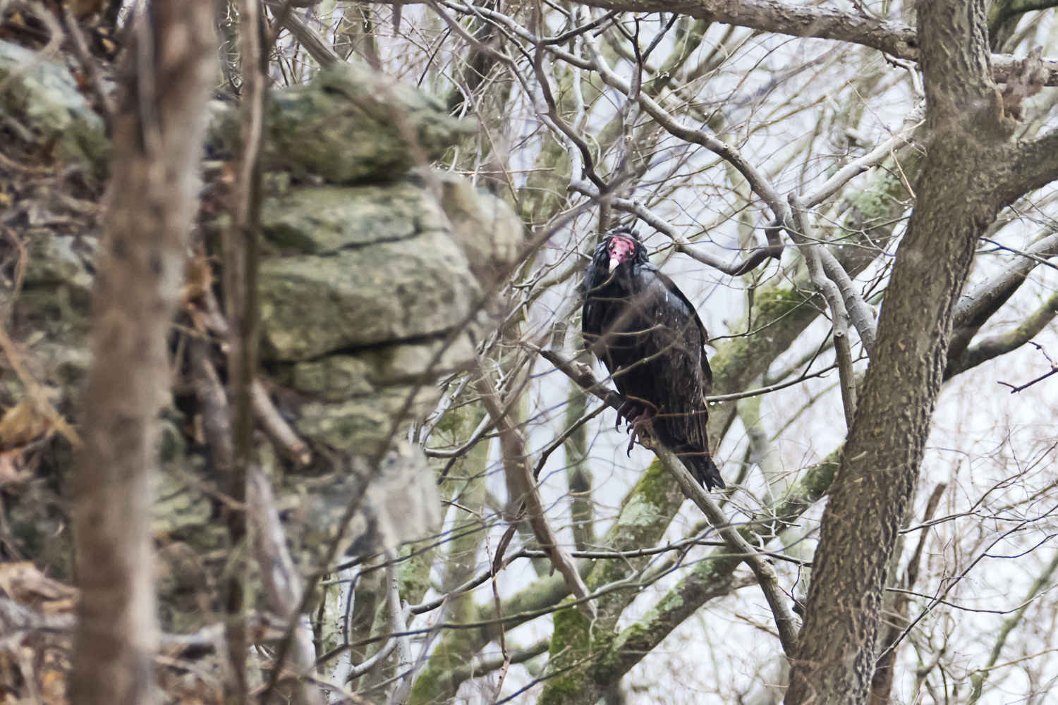 Turkey vulture perched high above the Mississippi River
