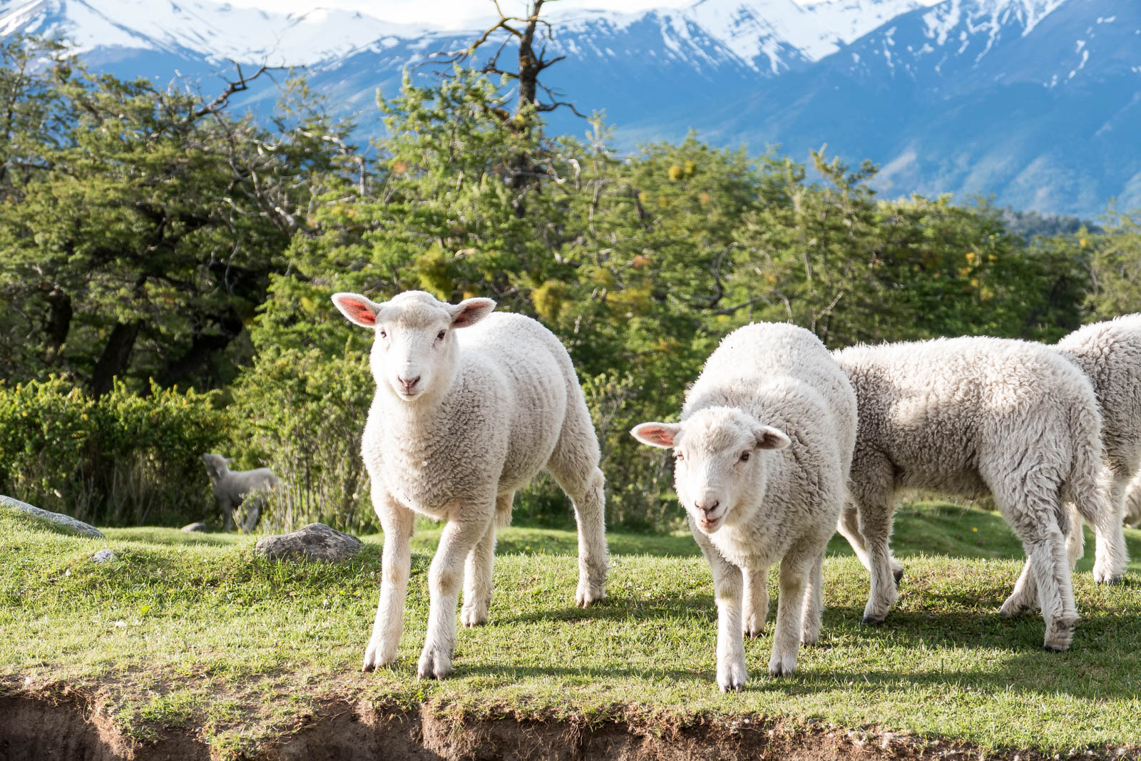 Curious sheep