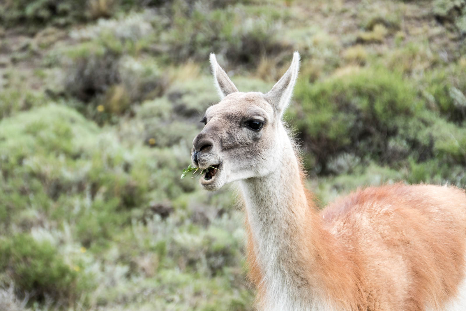 Grazing guanaco
