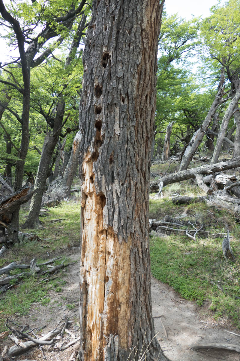 Signs of woodpecker activity